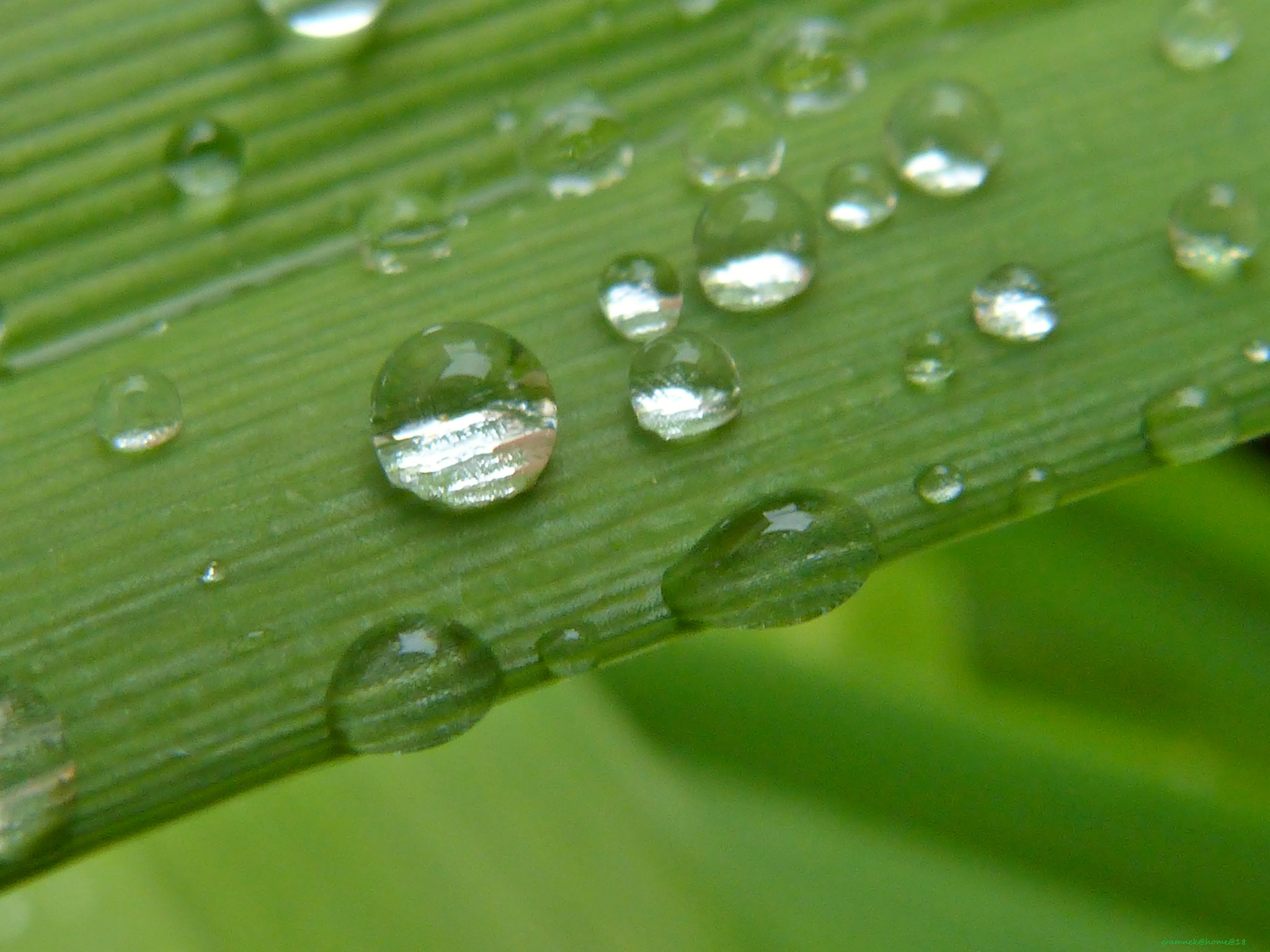 Panasonic Lumix DMC-FZ60 (Lumix DMC-FZ62) sample photo. Dew drop in photography