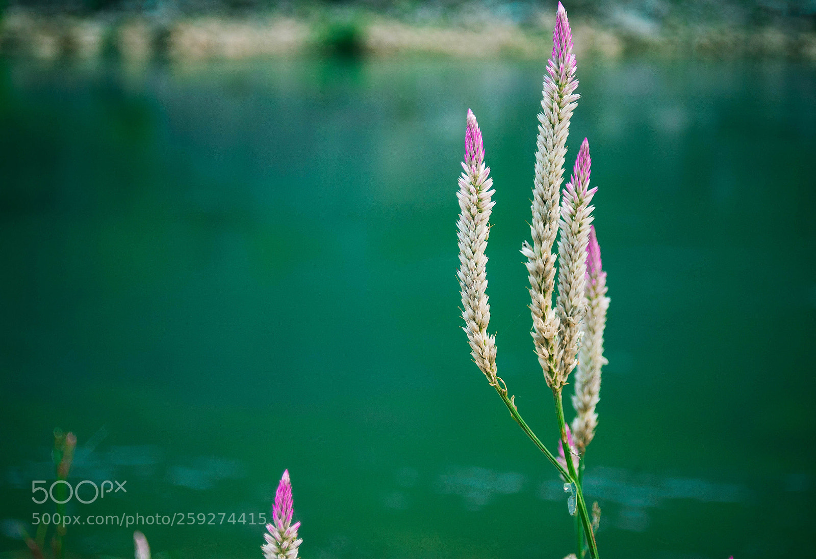 Nikon D700 sample photo. Flower photography