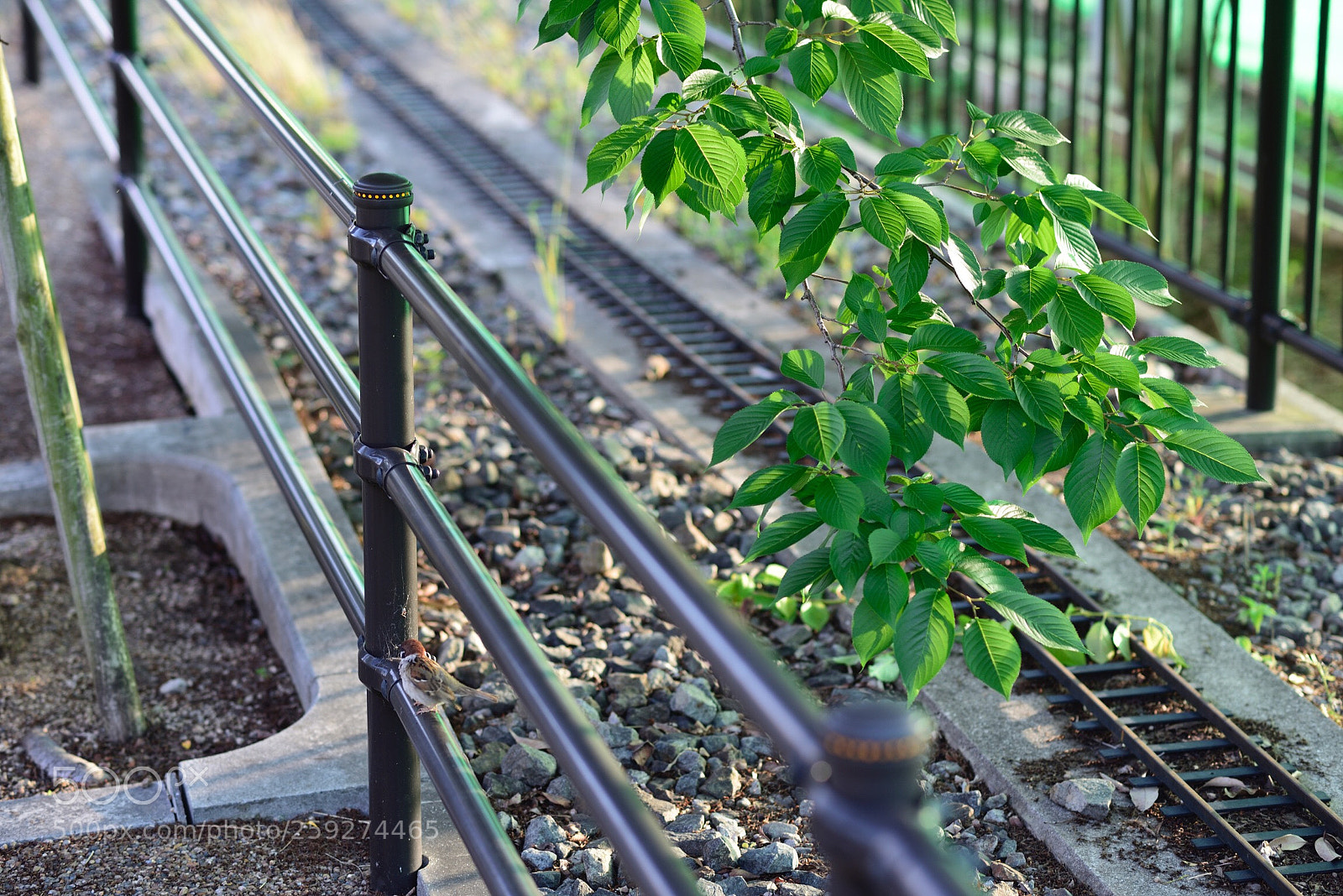 Nikon D750 sample photo. A small track photography