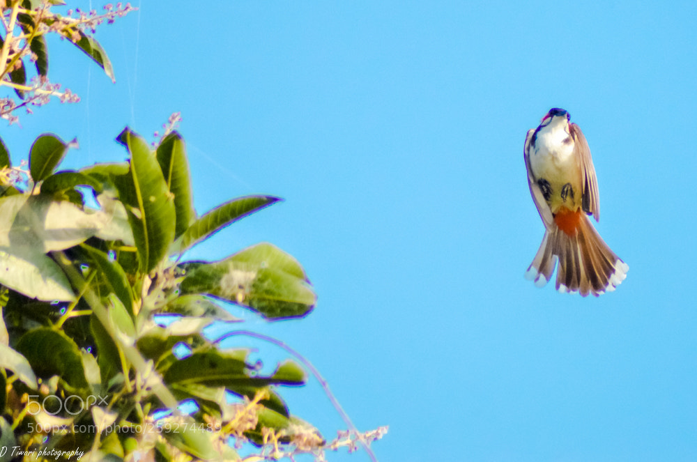 Nikon D3200 sample photo. Bulbul photography