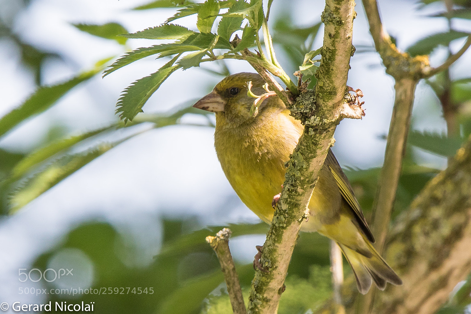 Canon EOS 7D Mark II sample photo. Greenfinch photography