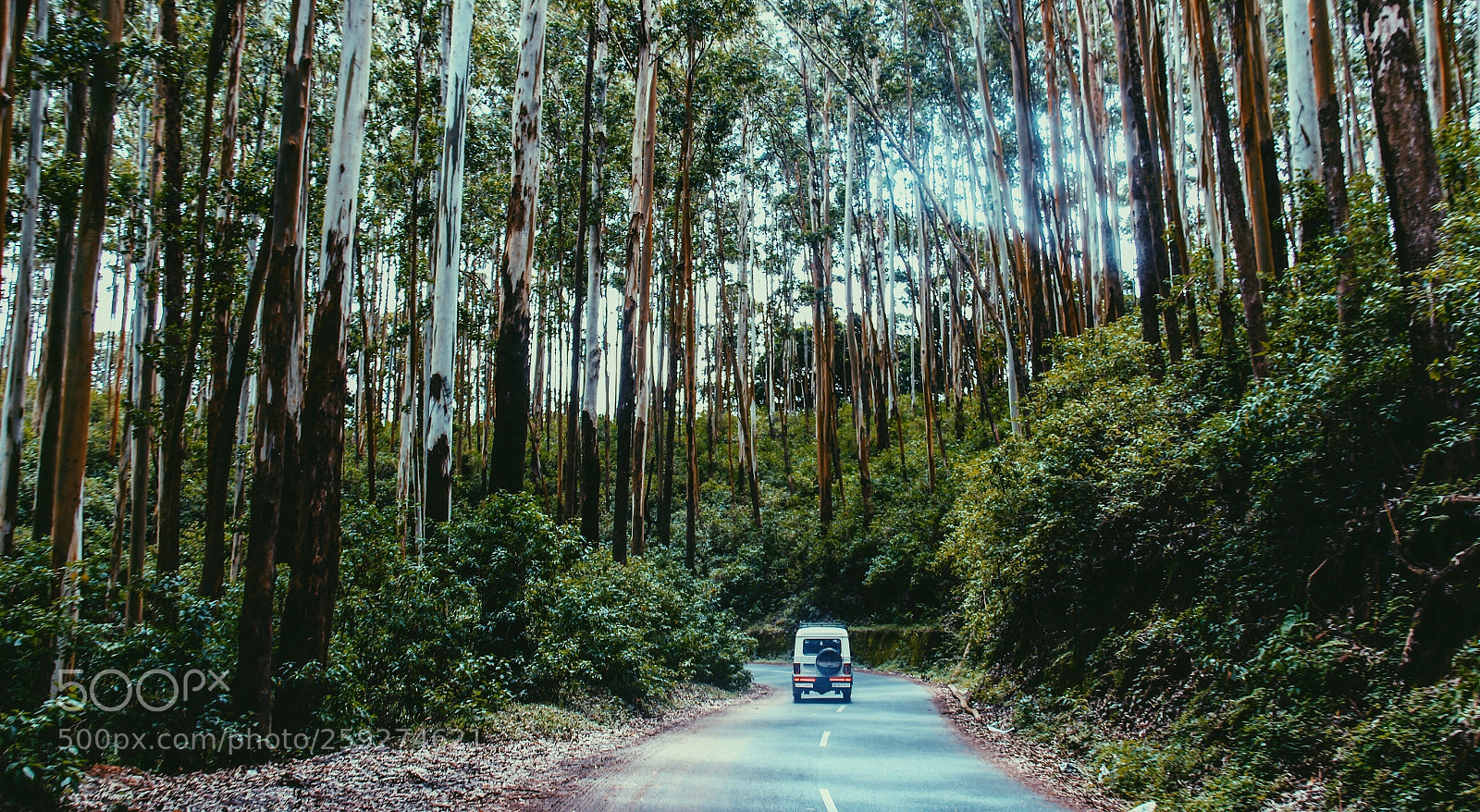 Canon EOS 700D (EOS Rebel T5i / EOS Kiss X7i) sample photo. Eucalyptus trees,ooty  photography