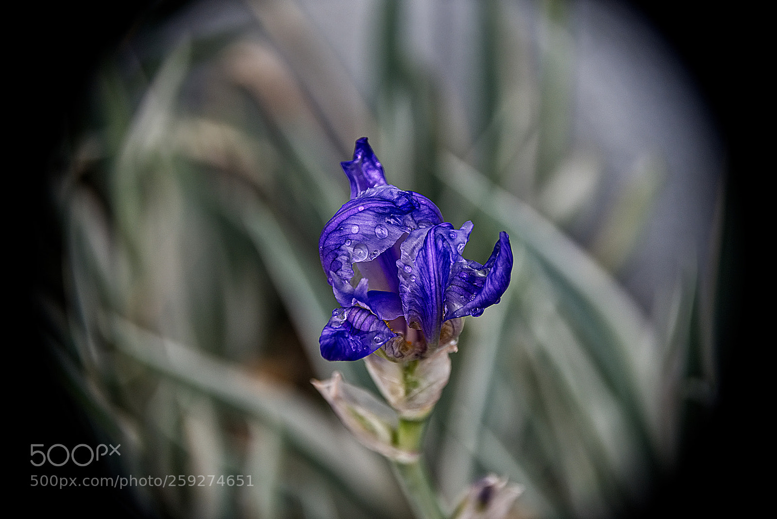 Nikon D810 sample photo. Wet iris photography