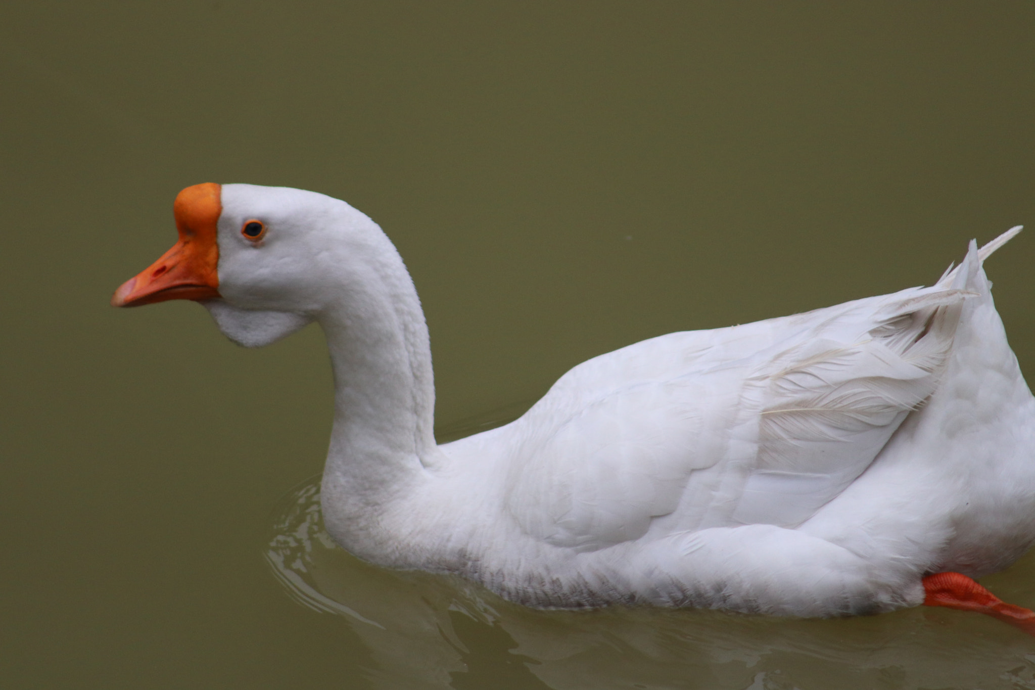 Canon EF 75-300mm f/4-5.6 USM sample photo