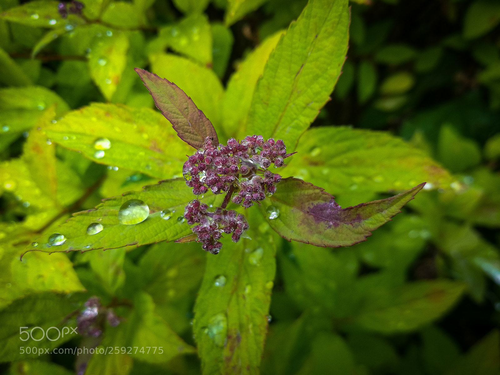 HUAWEI P9 sample photo. Green photography