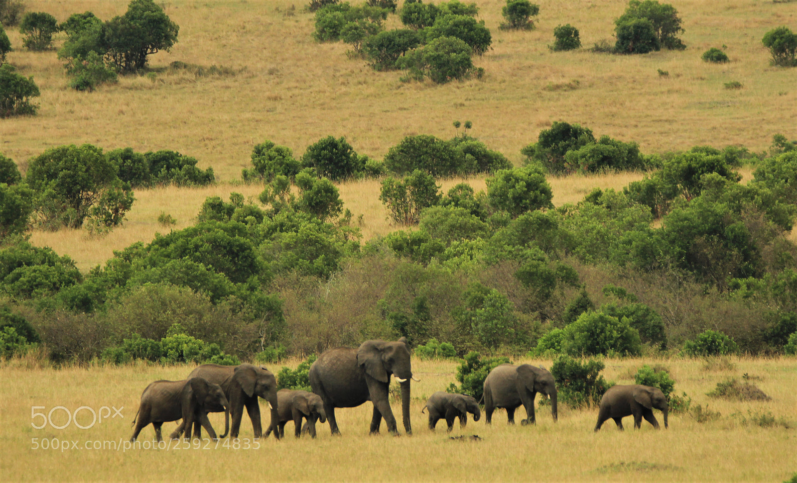 Canon EOS 600D (Rebel EOS T3i / EOS Kiss X5) sample photo. Herd of african elephants photography