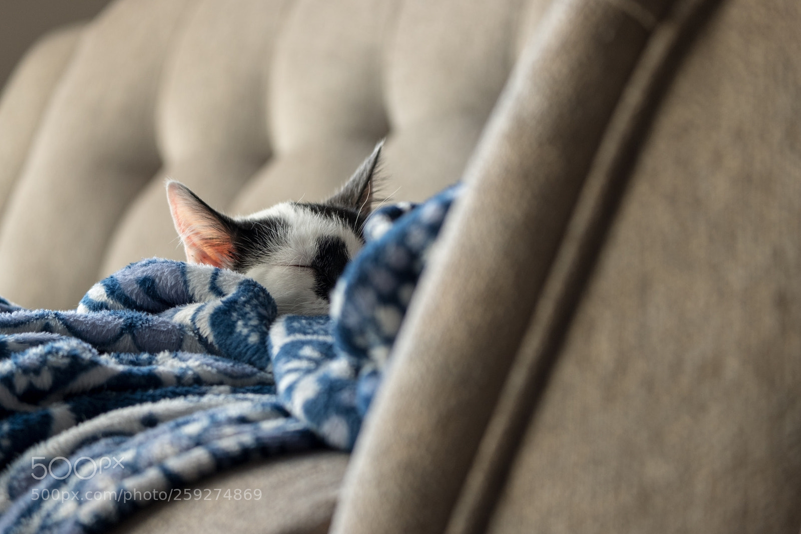 Fujifilm X-T20 sample photo. Kitten day nap photography