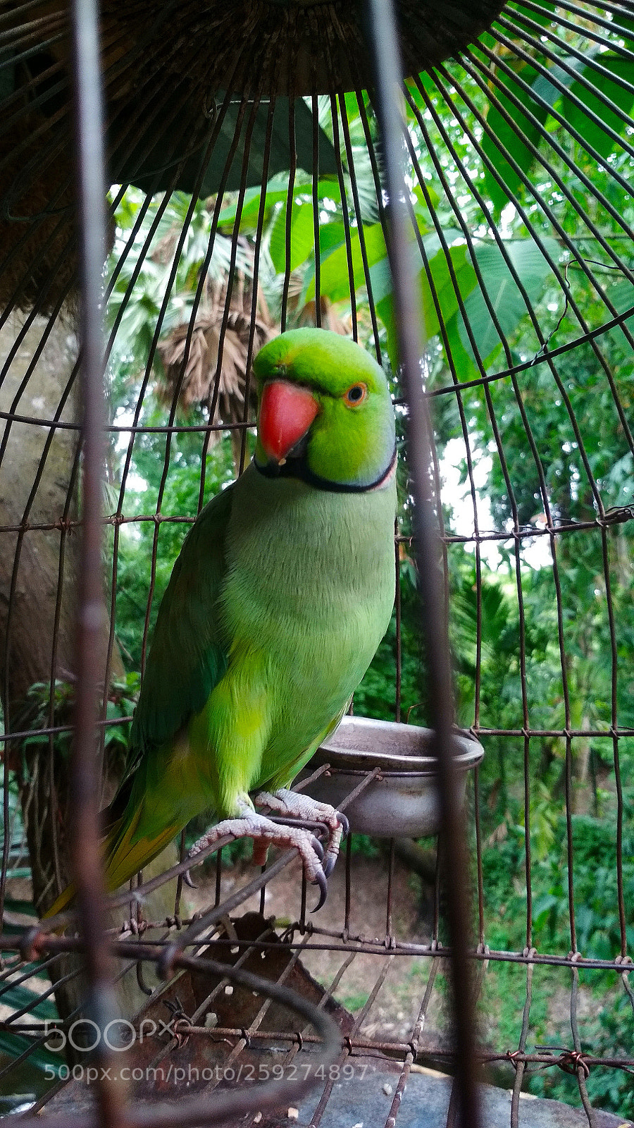 Xiaomi Redmi 4 Pro sample photo. Parrot photography