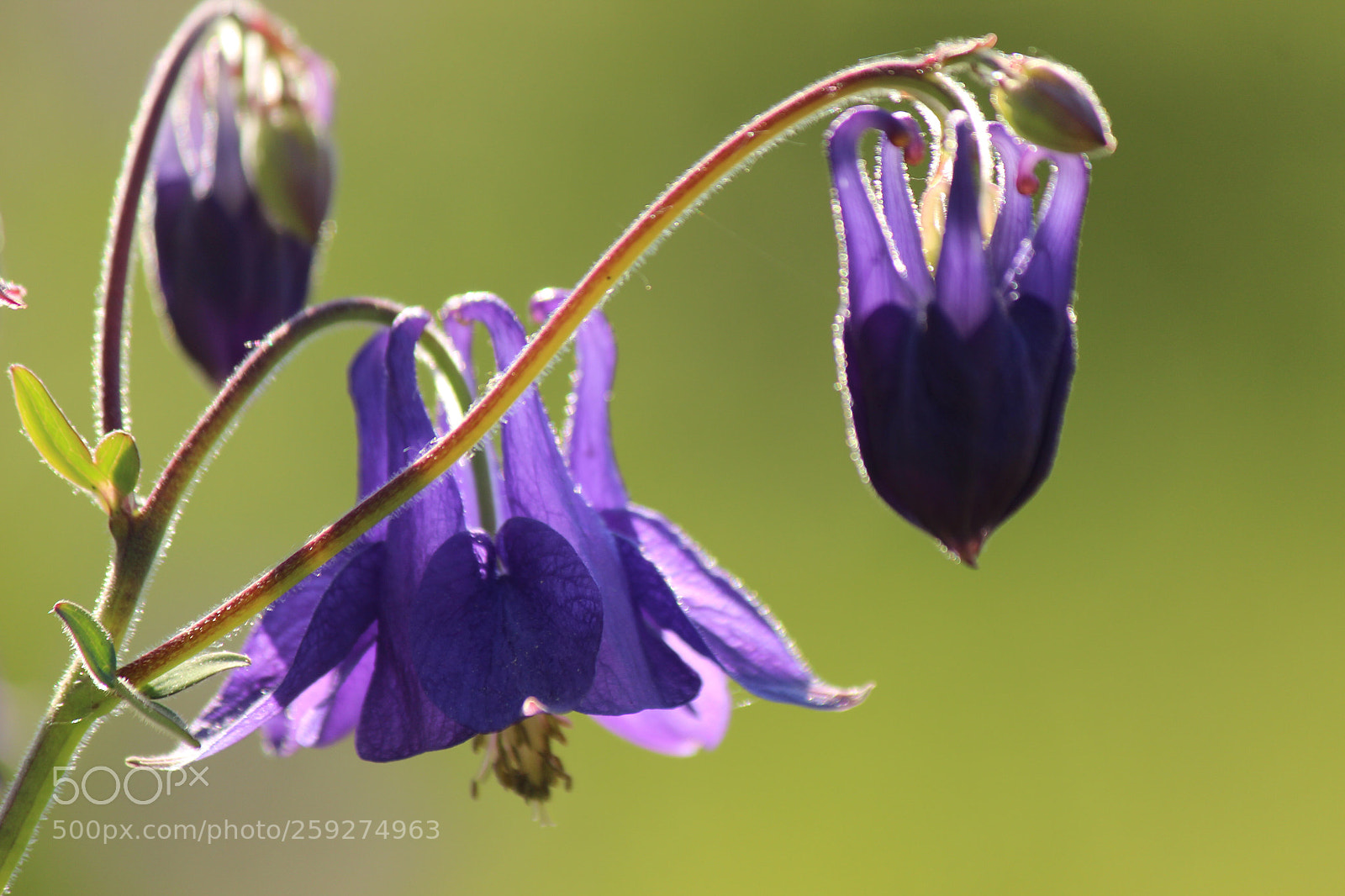 Canon EOS 600D (Rebel EOS T3i / EOS Kiss X5) sample photo. Purple photography