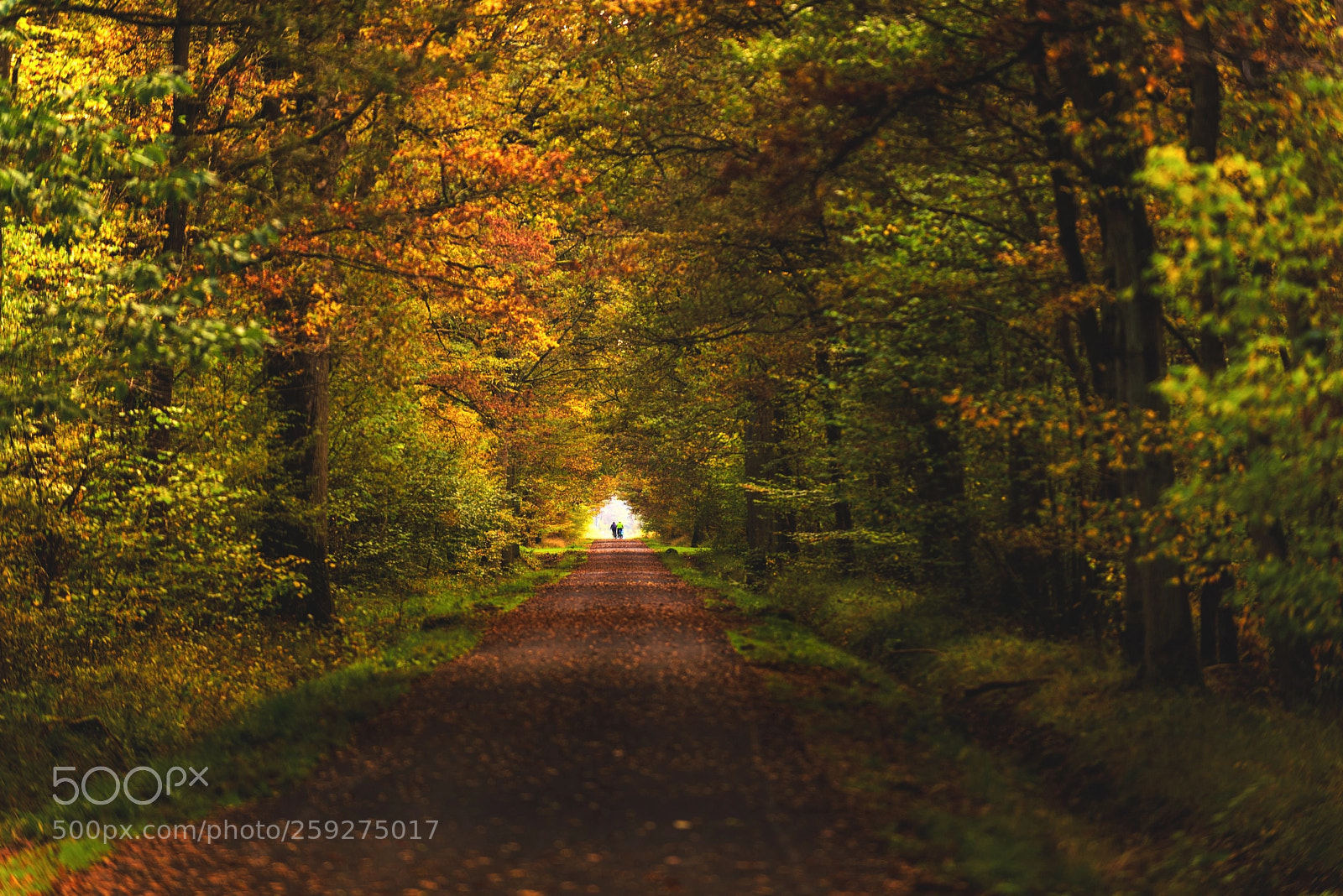 Nikon D810 sample photo. A path with a photography