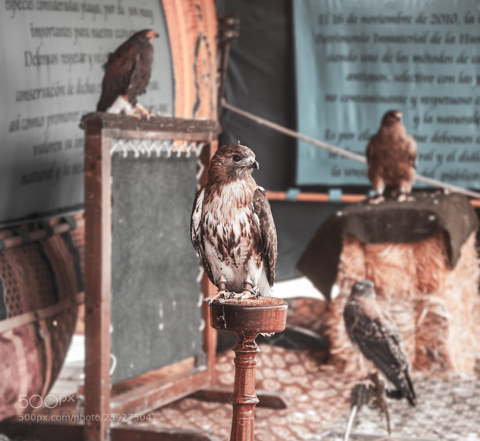 Nikon D700 sample photo. Eagle photography