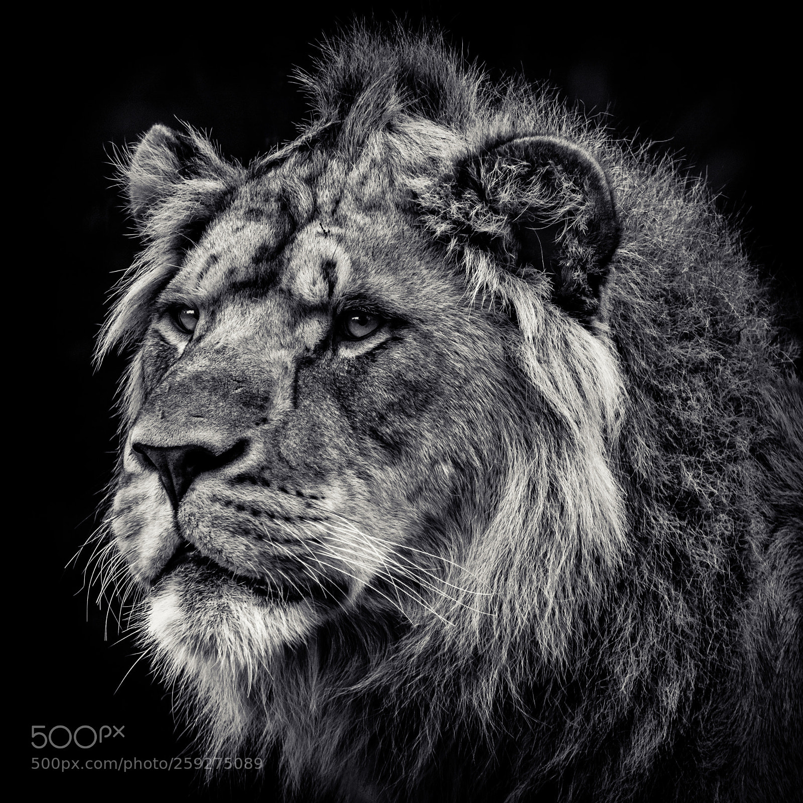 Nikon D7200 sample photo. Black & white king photography