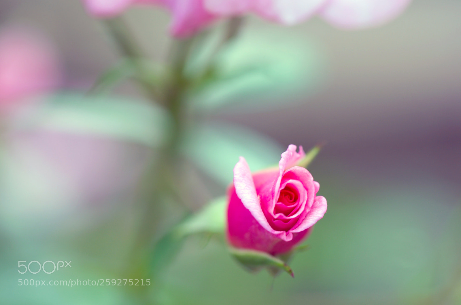 Canon EOS 5DS sample photo. Rose photography
