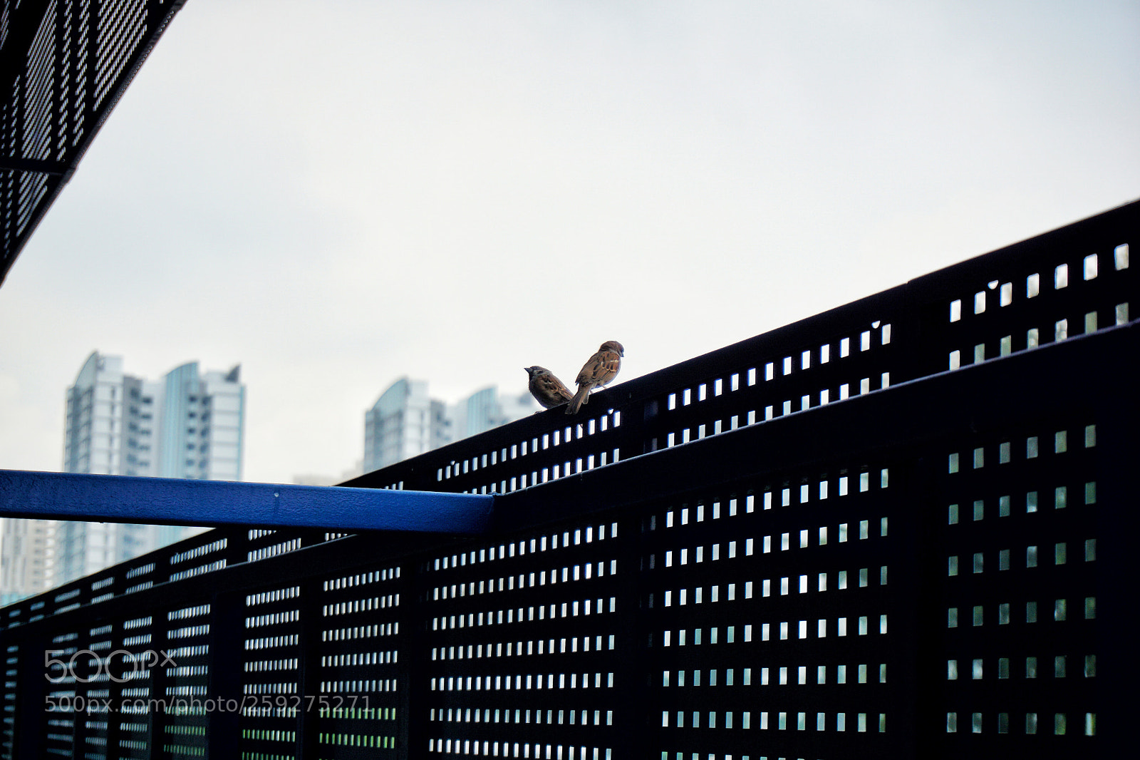 Sony a6000 sample photo. Birds are not meant photography