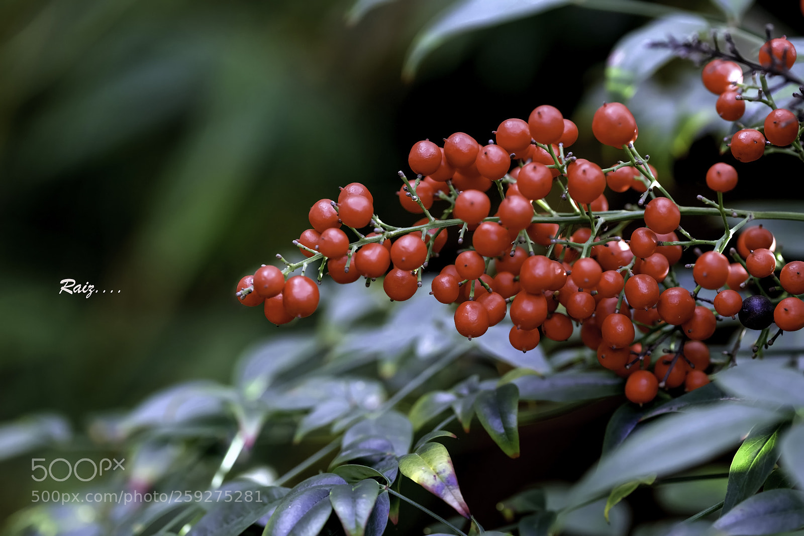 Canon EOS 5DS sample photo. Red pearls photography