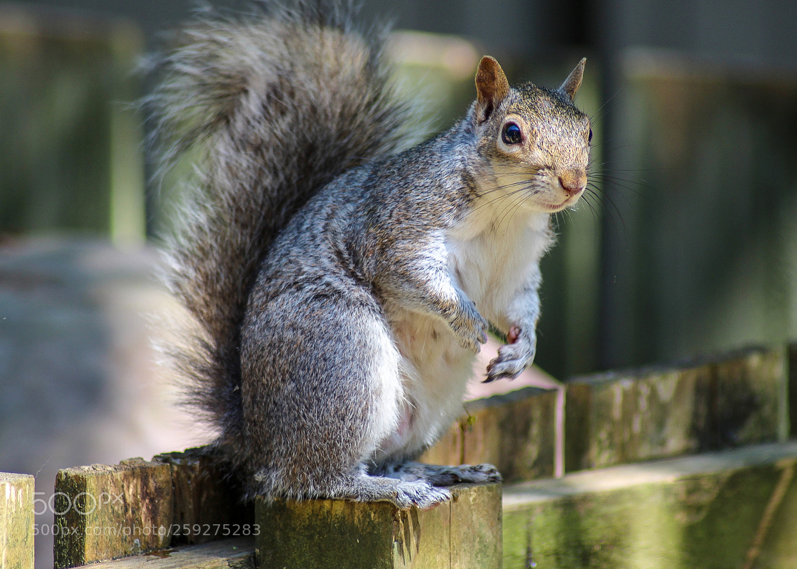 Canon EOS 1300D (EOS Rebel T6 / EOS Kiss X80) sample photo. Grey squirrel photography