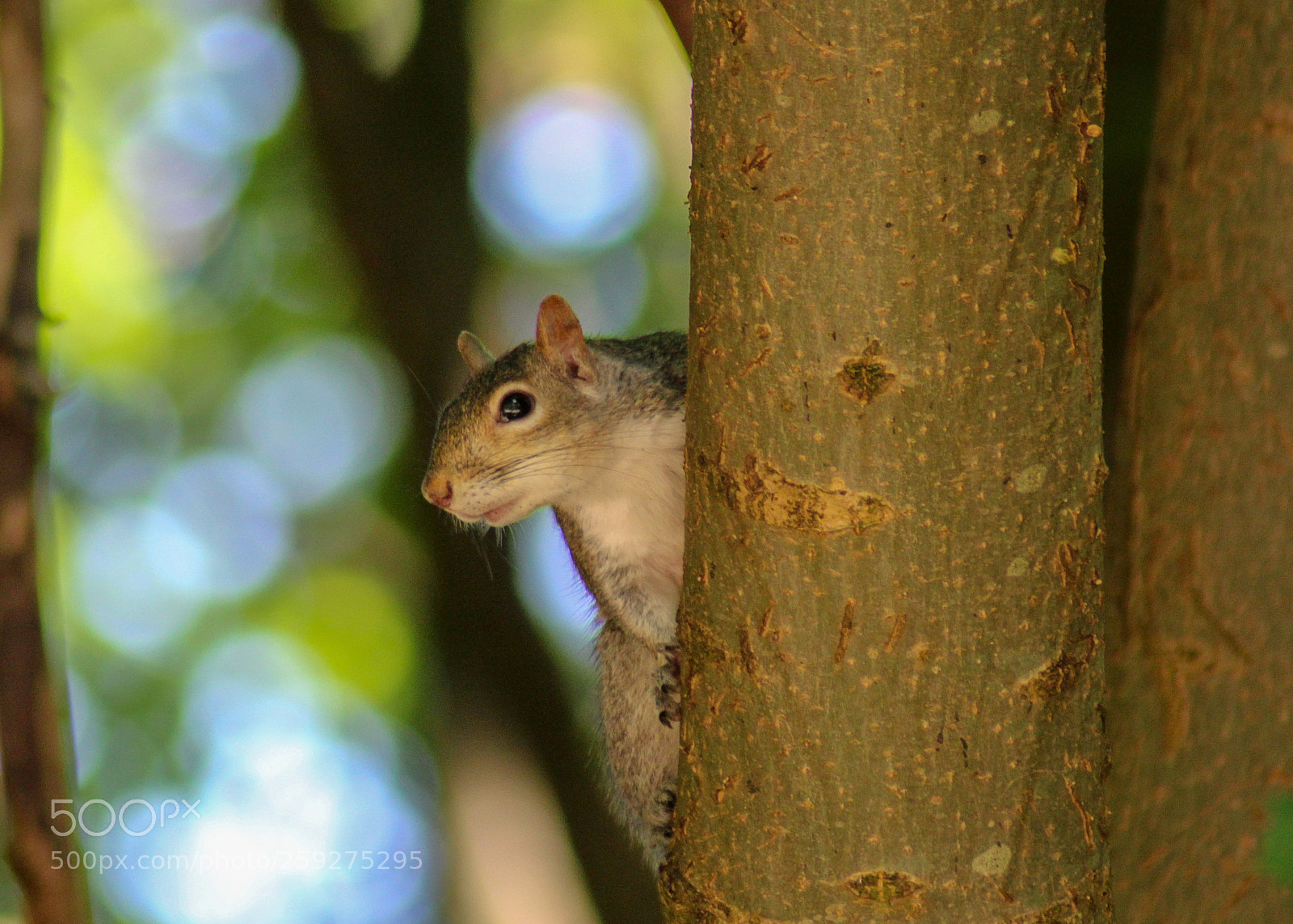 Canon EOS 1300D (EOS Rebel T6 / EOS Kiss X80) sample photo. Peek a boo! photography