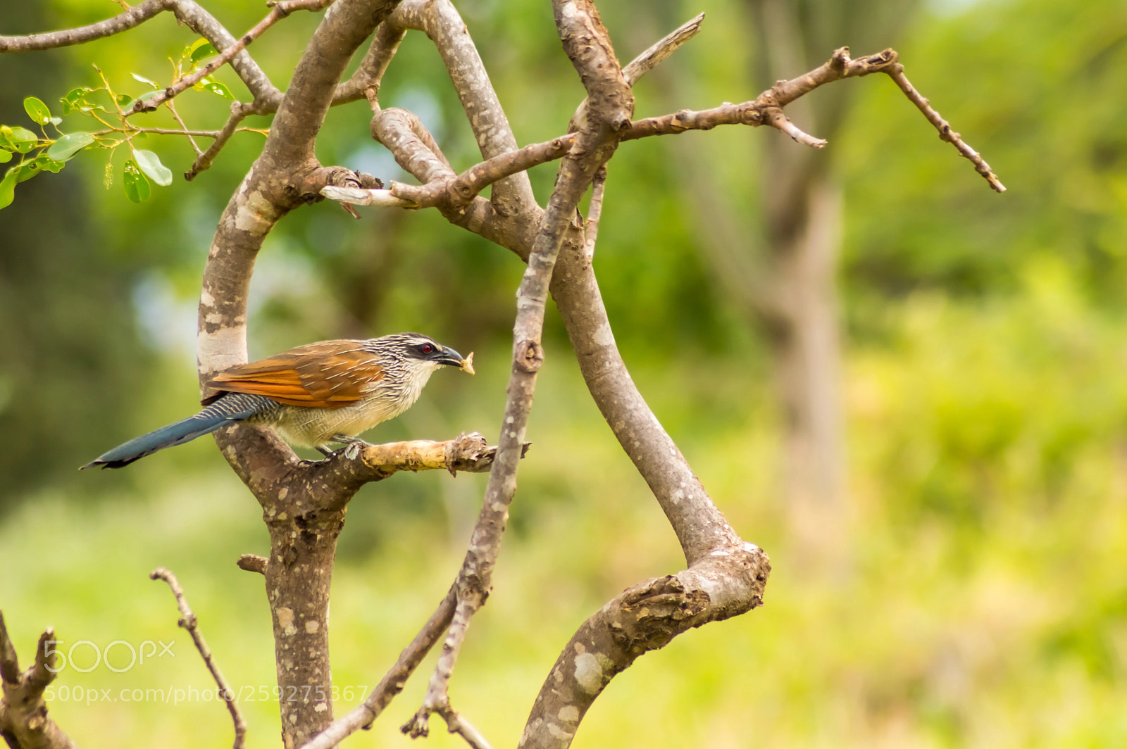 Nikon D3200 sample photo. Burchell cuckoo sitting on photography