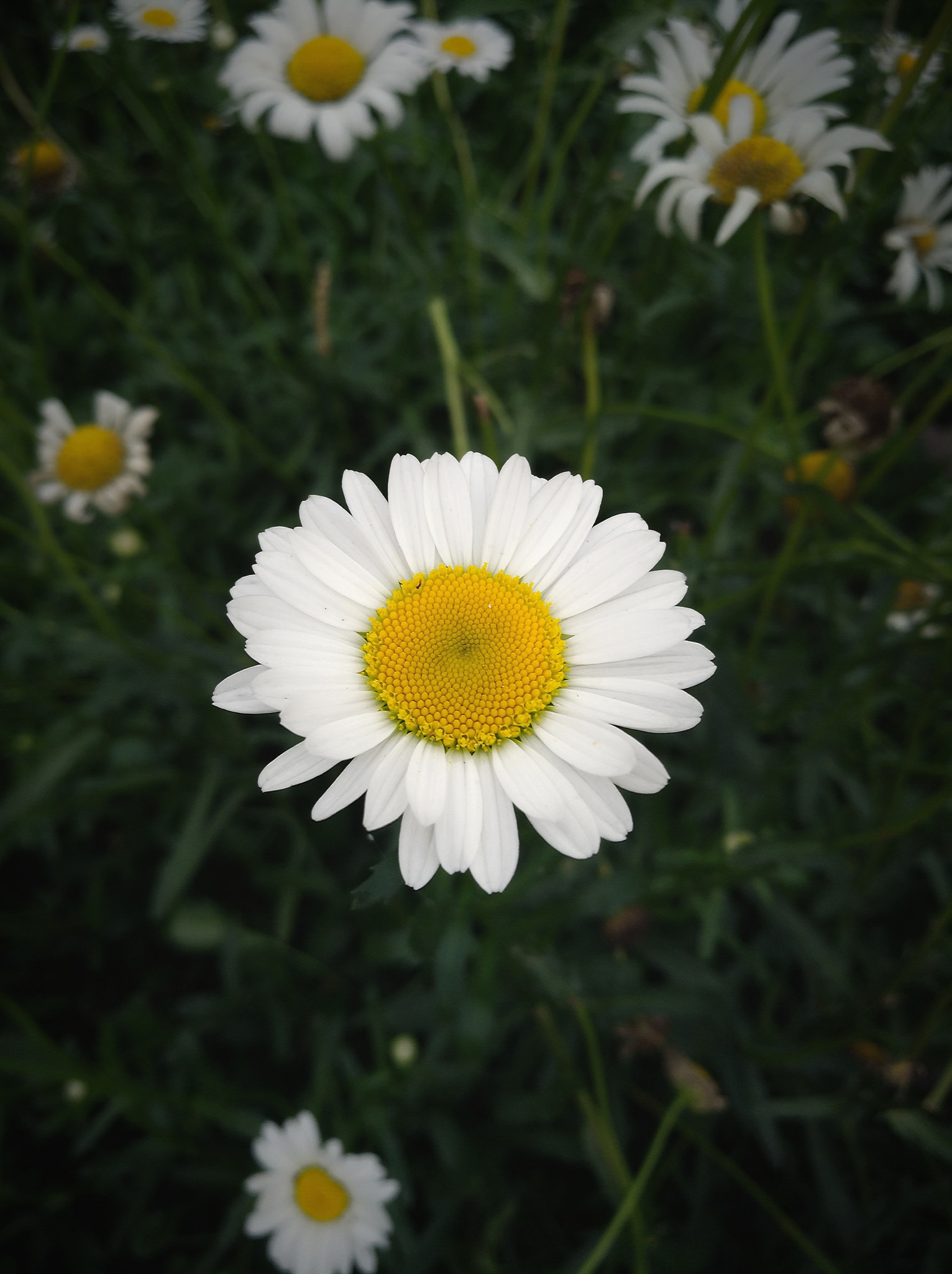HUAWEI nova sample photo