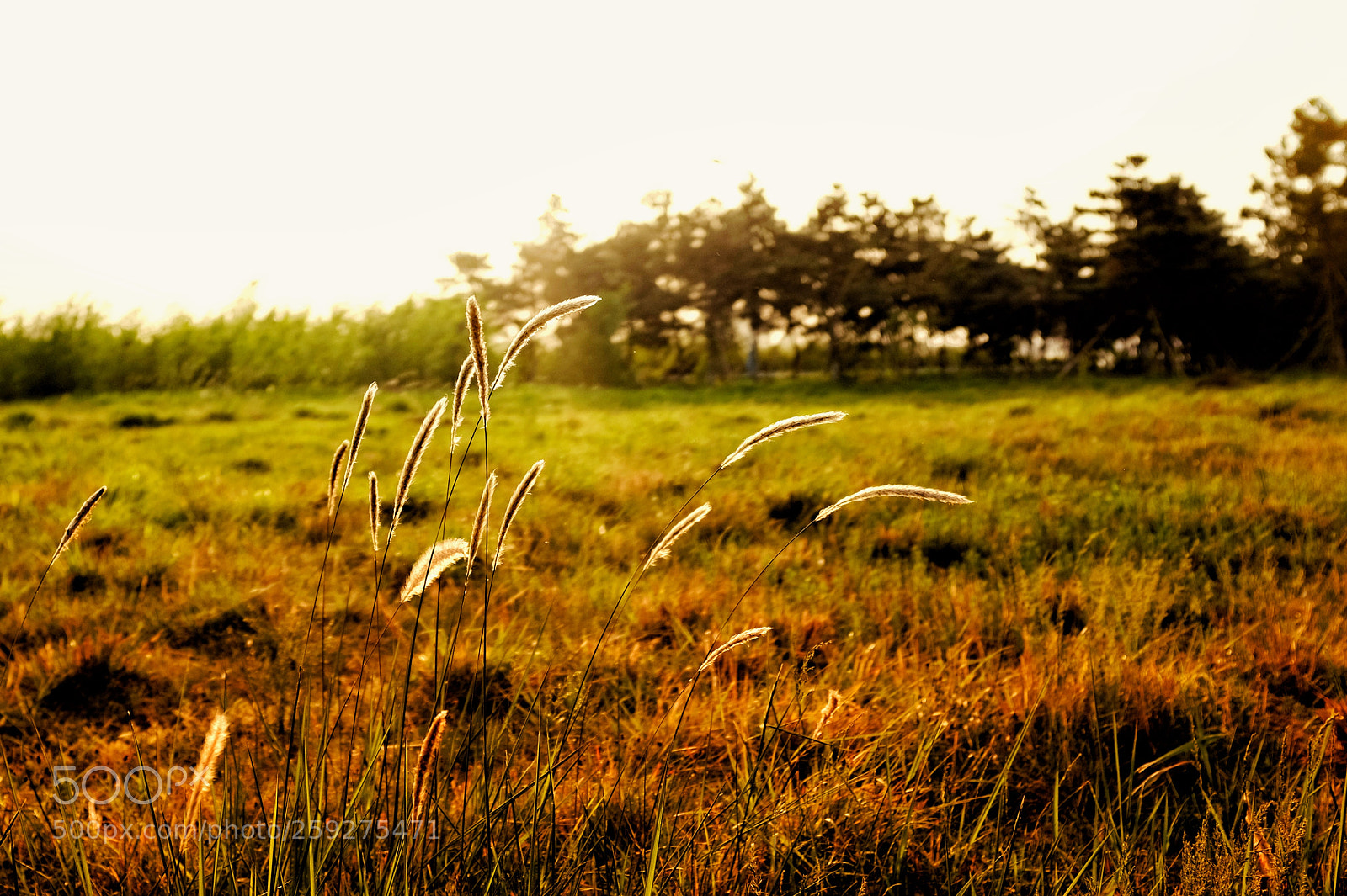 Fujifilm X100S sample photo. Grass in the wind photography