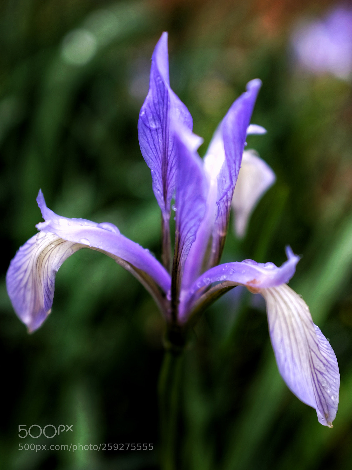 Fujifilm X100S sample photo. Flower photography