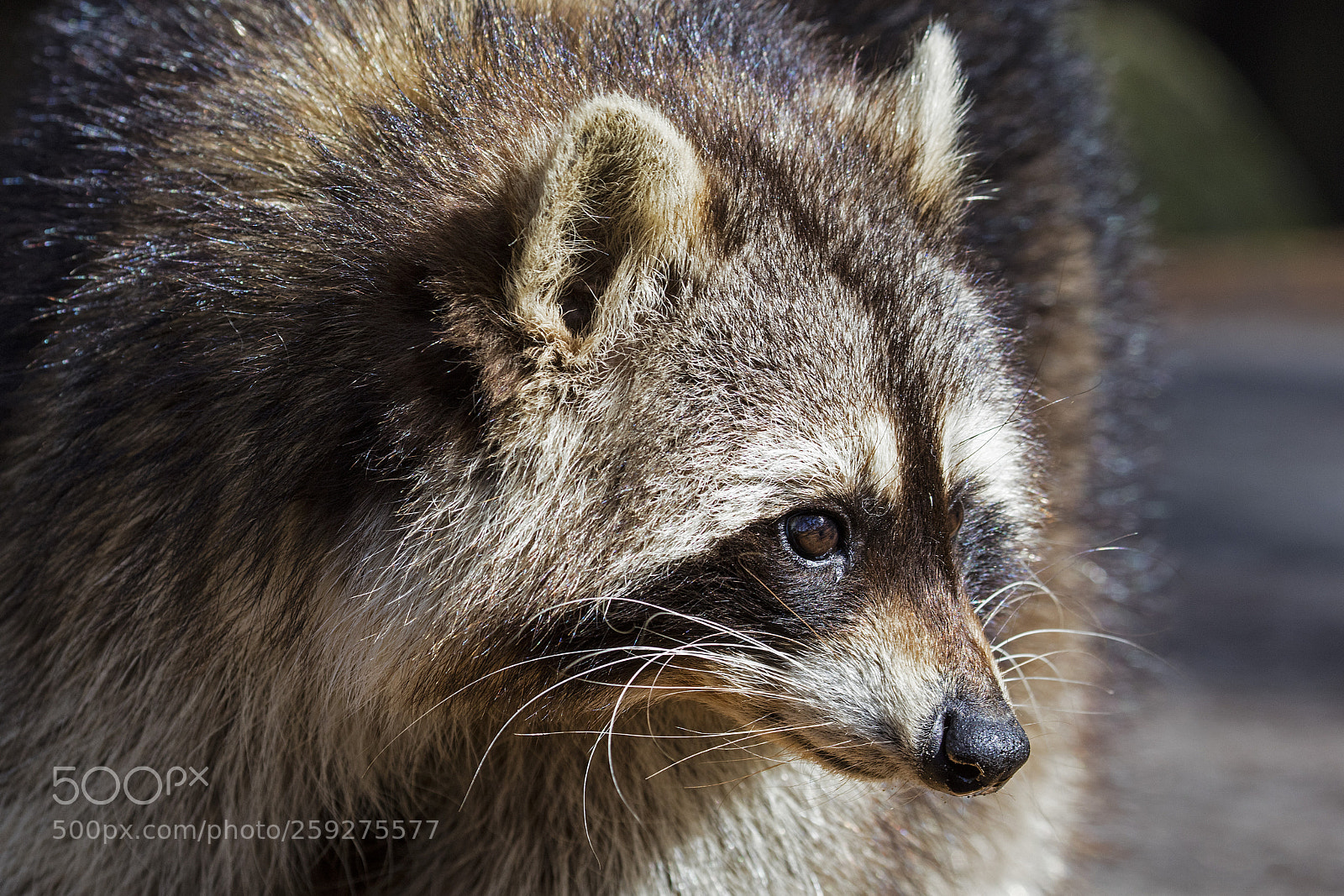 Canon EOS 5DS R sample photo. Waschbär photography
