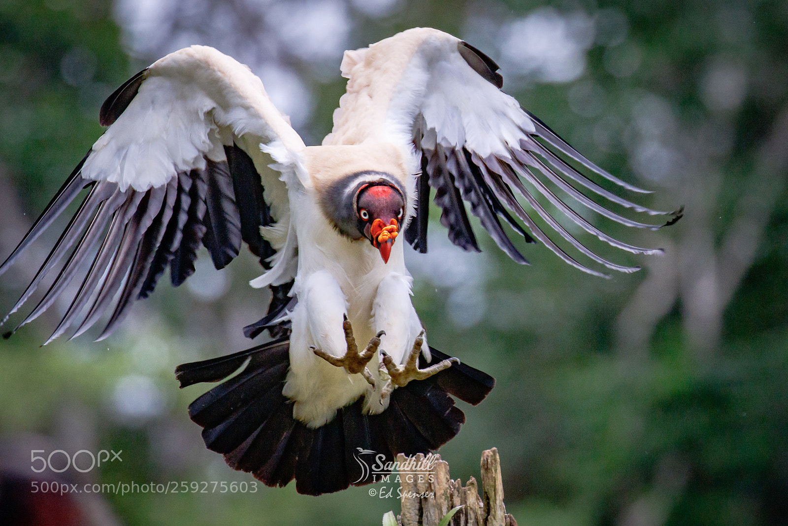 Canon EOS 7D Mark II sample photo. King vulture comin' in! photography