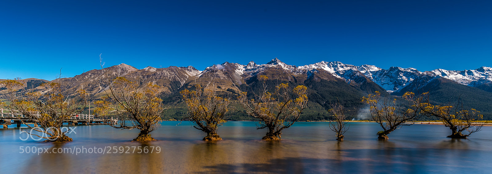 Nikon D750 sample photo. The glenorchy willow trees photography