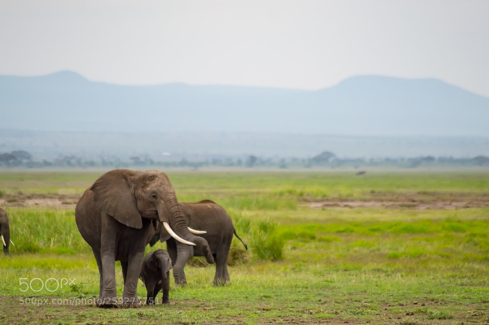 Nikon D3200 sample photo. Elephant family in the photography