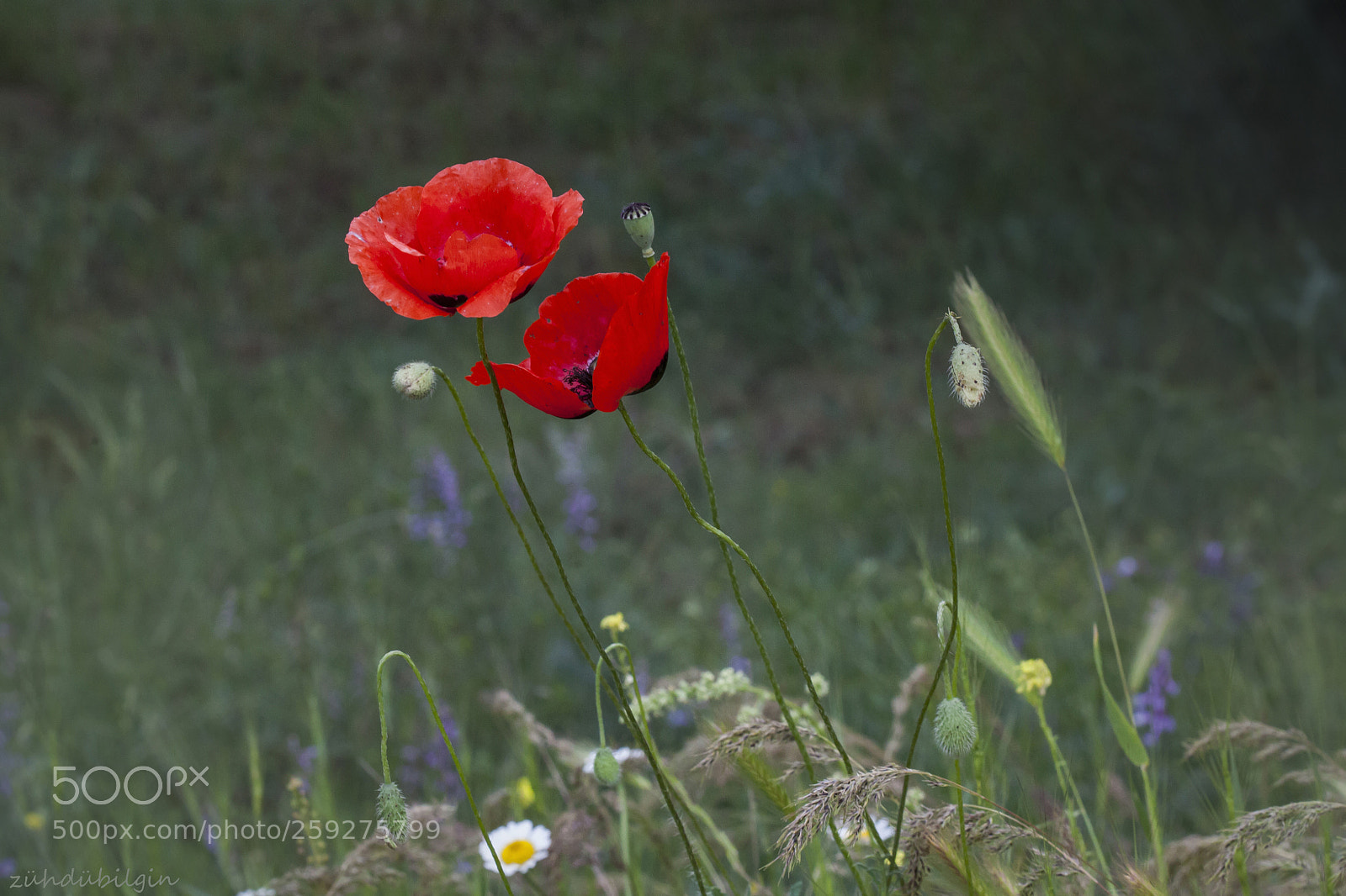Canon EOS 5D Mark II sample photo. Poppies photography