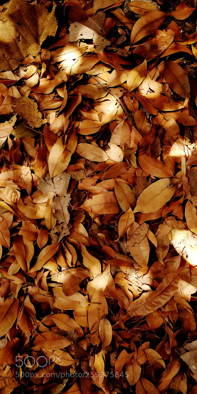OnePlus 5T sample photo. Leaves photography