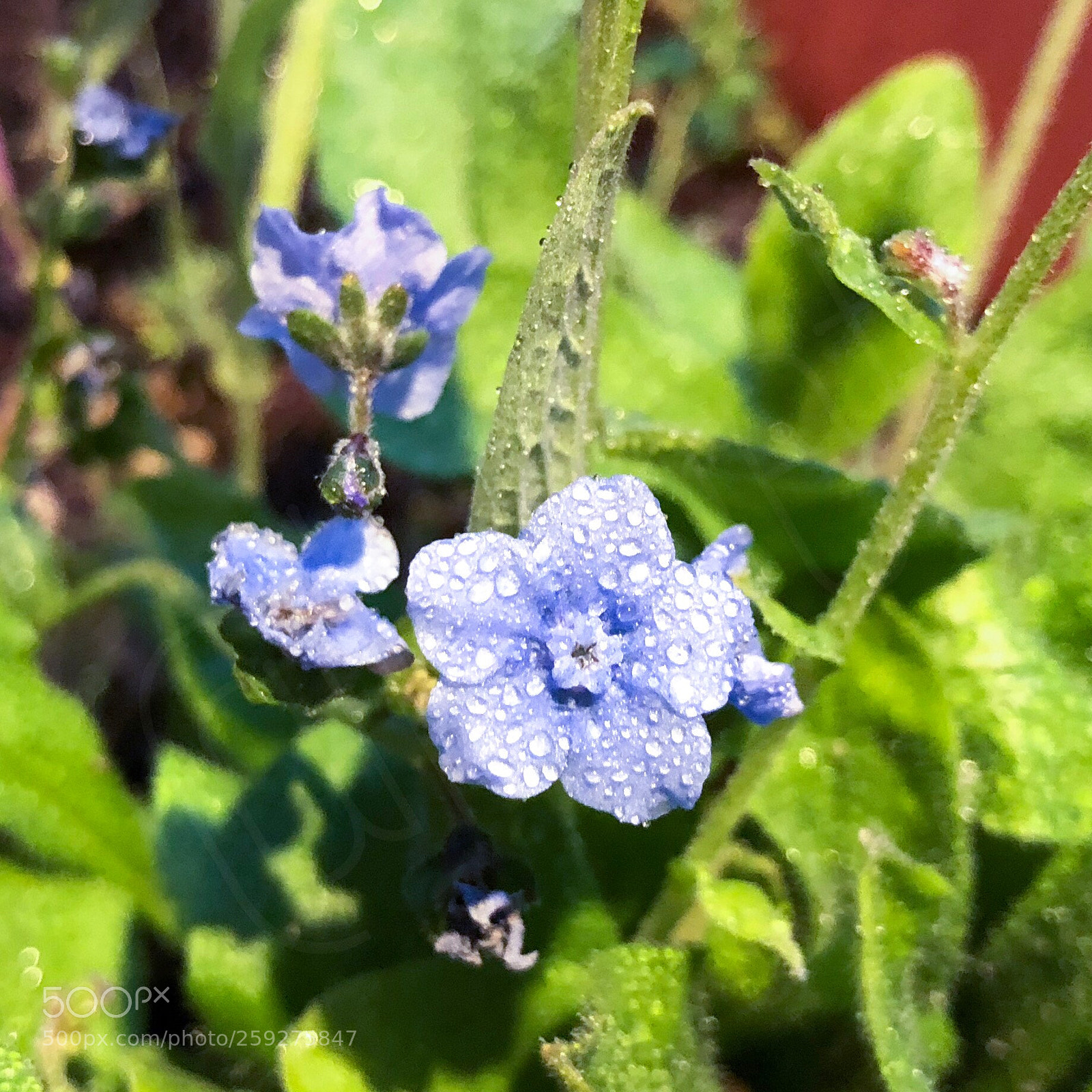Apple iPhone 8 Plus sample photo. Forget-me-not i photography