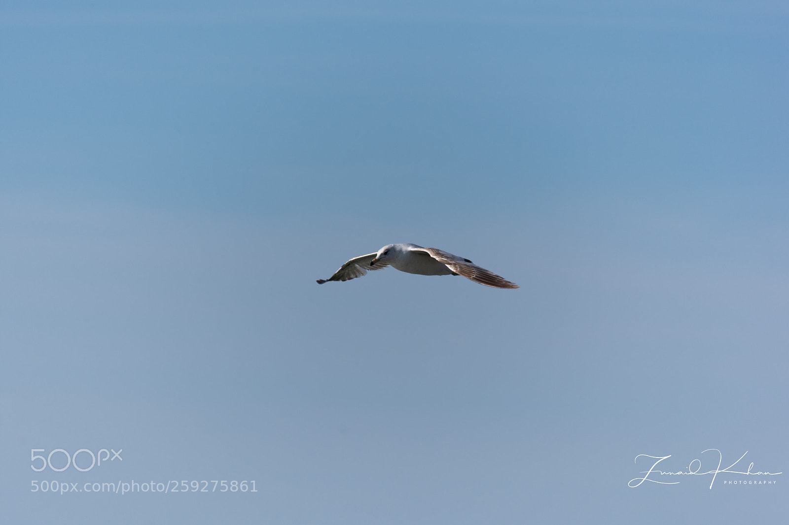 Nikon D3400 sample photo. Gull  photography
