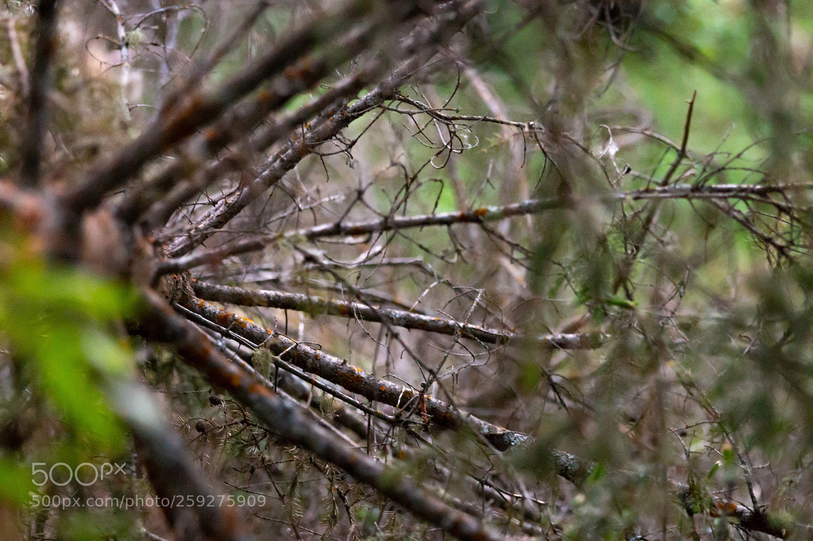 Canon EOS 70D sample photo. Fallen tree in woods photography