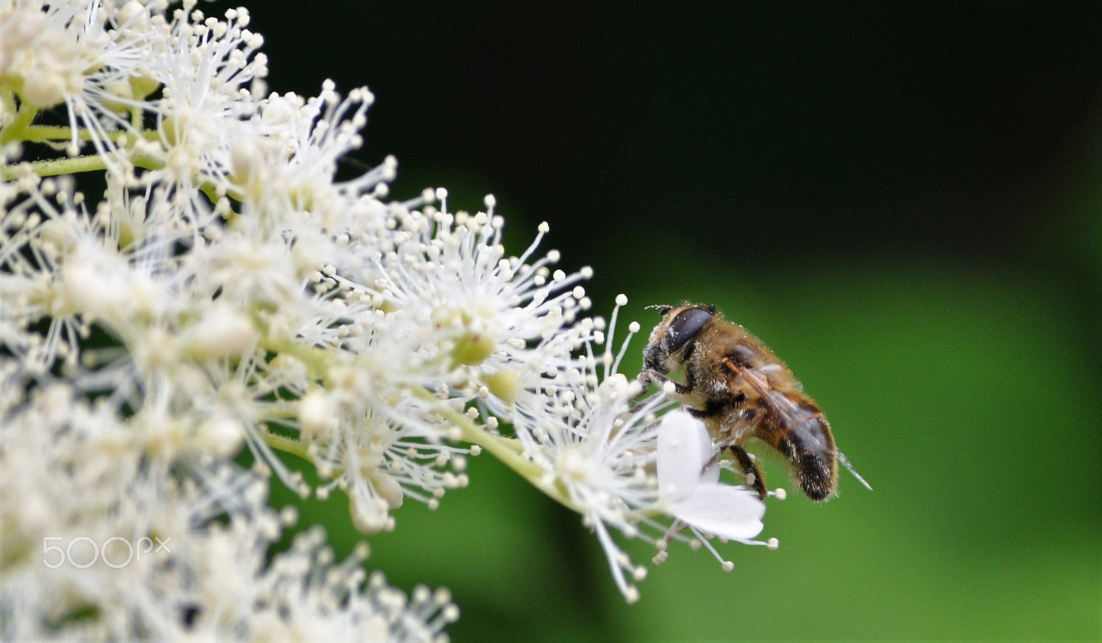 Nikon D90 sample photo. Pollen photography