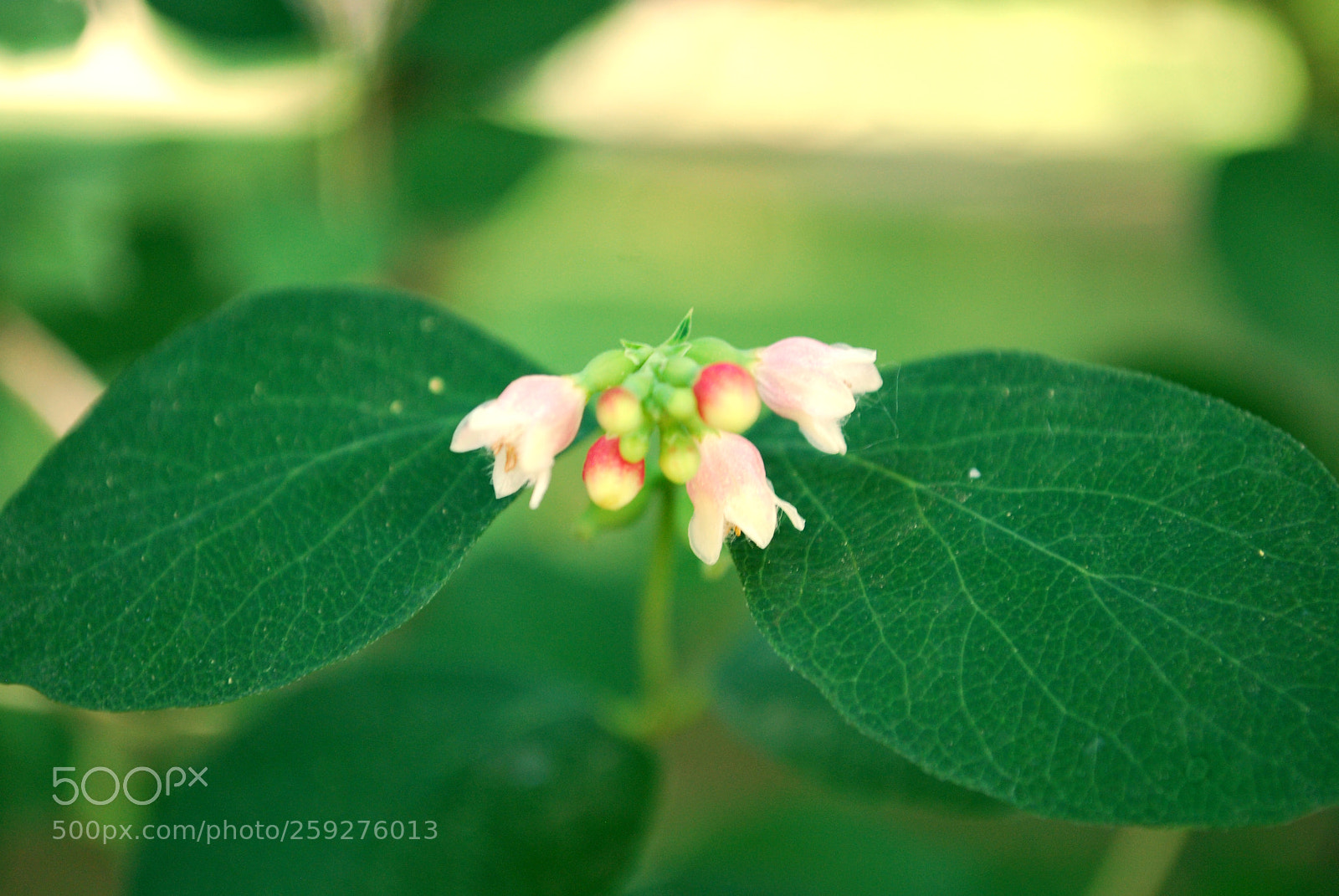 Nikon D60 sample photo. Little life photography
