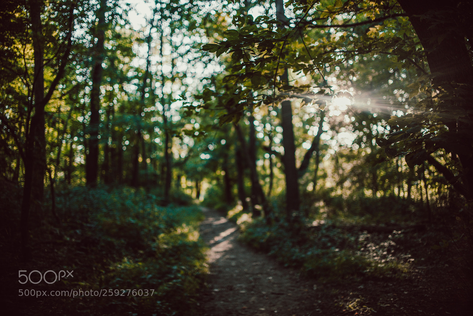 Nikon D750 sample photo. A walk in the photography