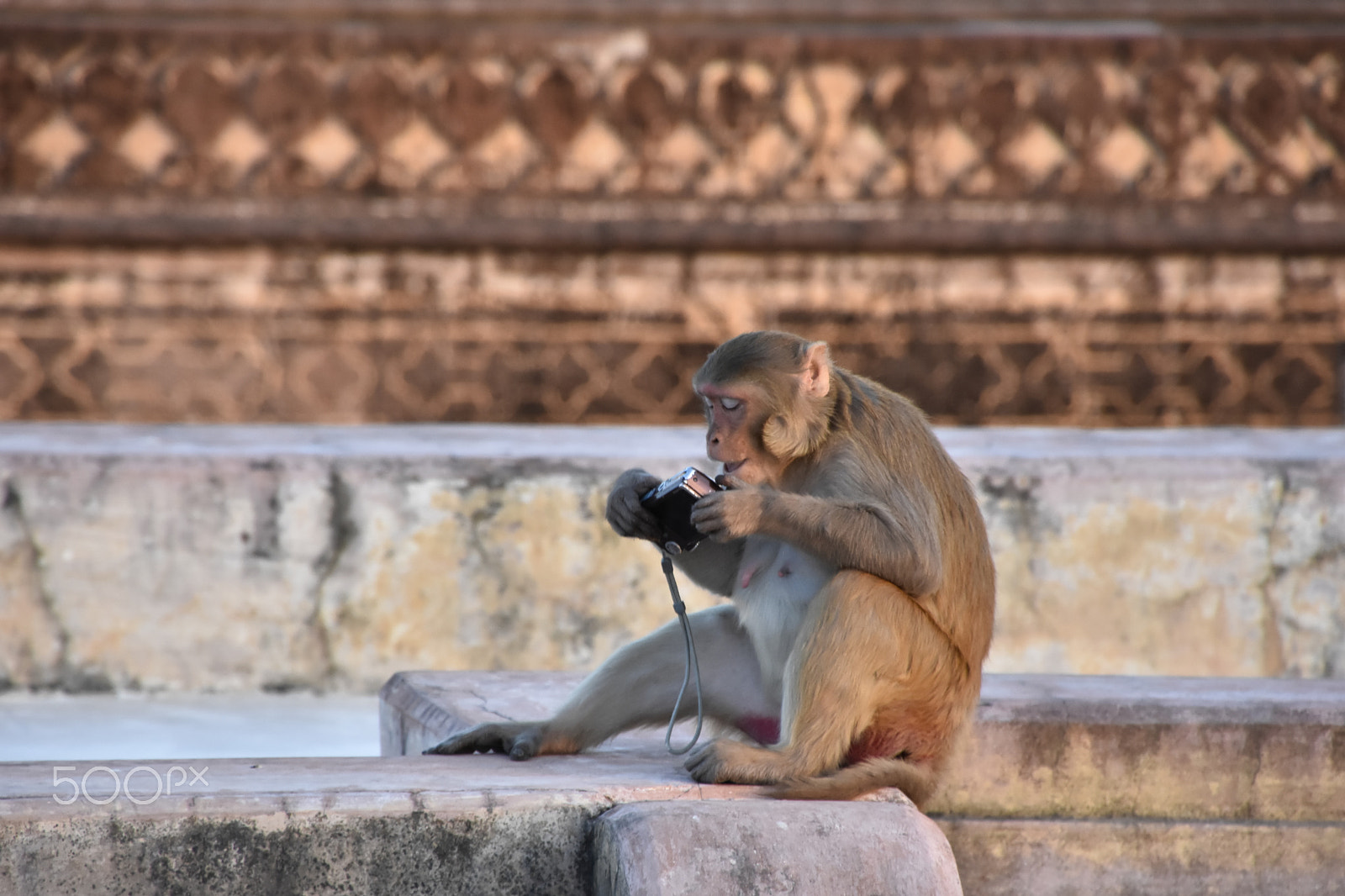 Tamron 16-300mm F3.5-6.3 Di II VC PZD Macro sample photo. Selfie monkey photography