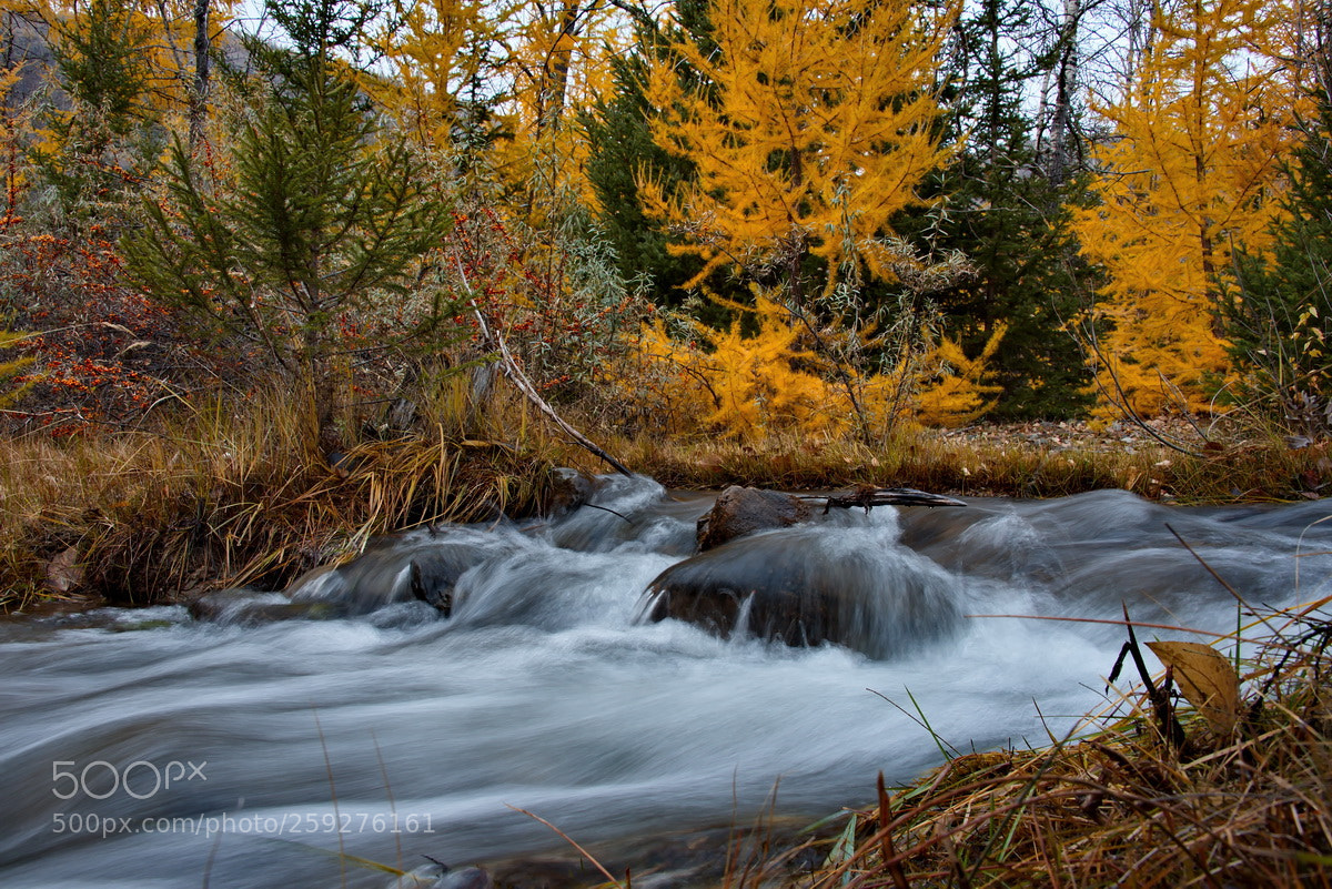 Nikon D750 sample photo. Russia. the beauty of photography