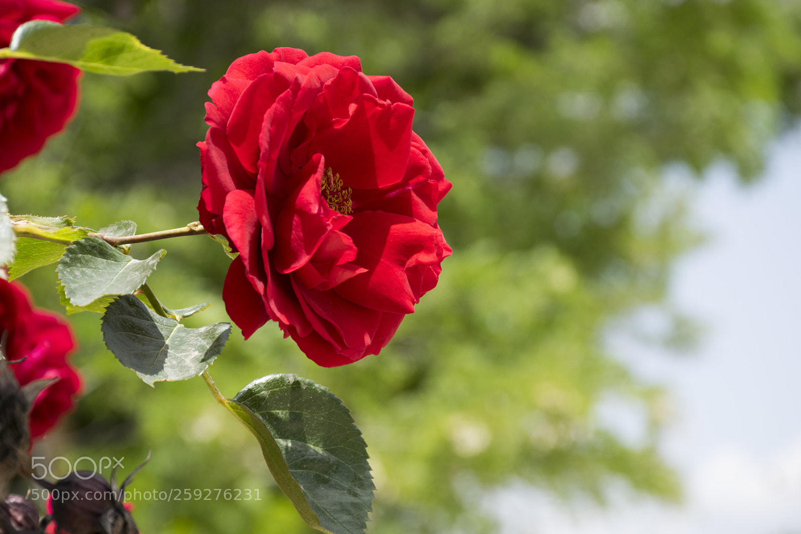Nikon D5300 sample photo. Flowers photography