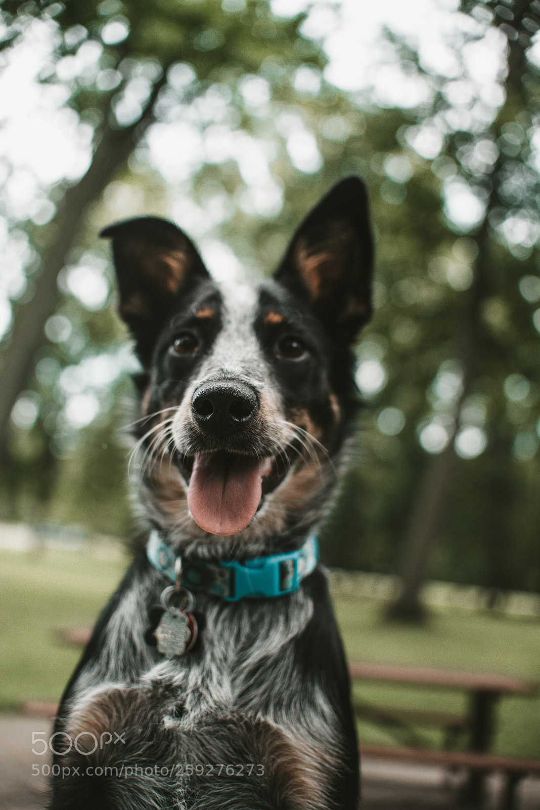 Nikon D750 sample photo. Kya the pupp photography