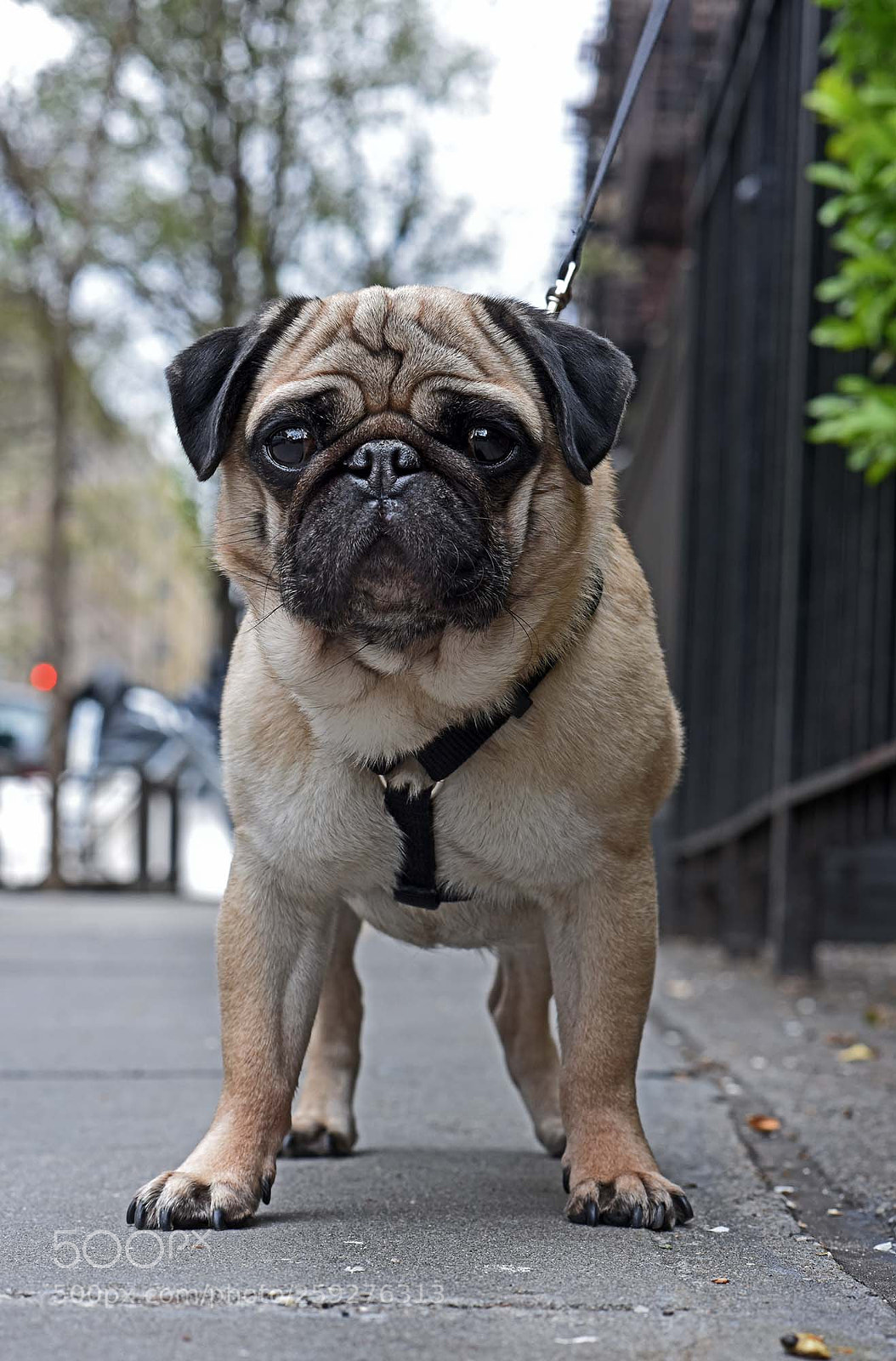 Nikon D810 sample photo. Walter photography