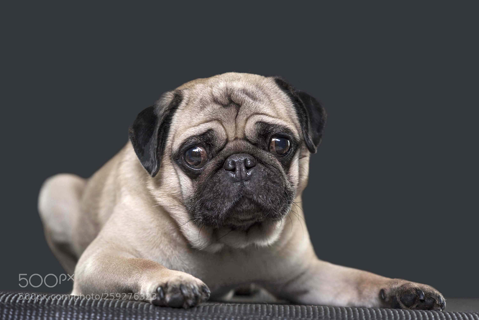Nikon D810 sample photo. Img photography