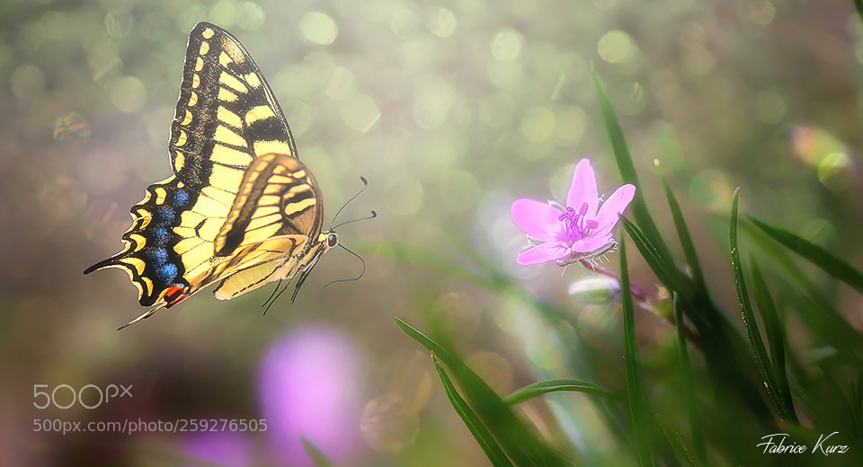 Canon EOS 700D (EOS Rebel T5i / EOS Kiss X7i) sample photo. Papillon photography