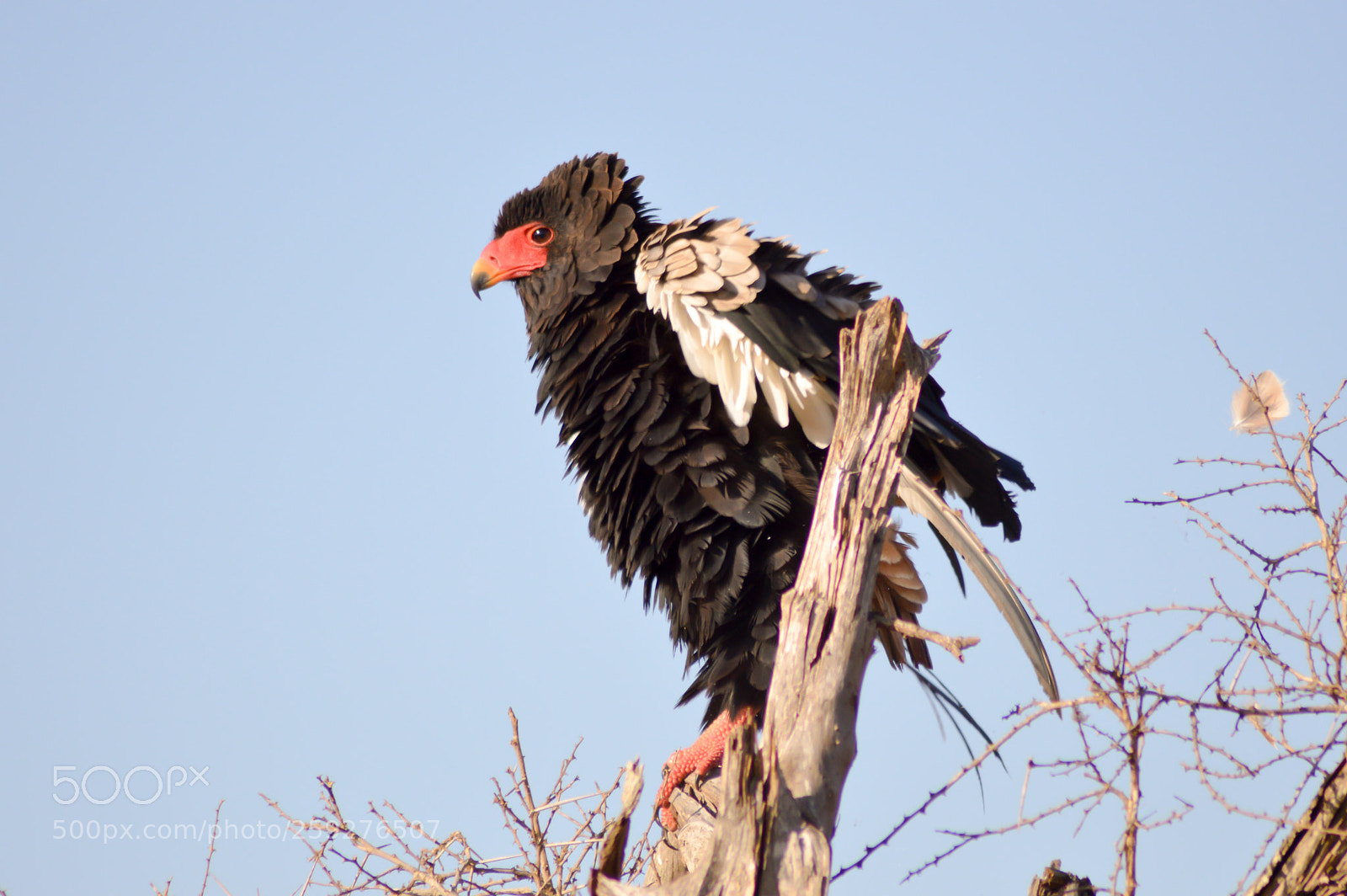 Nikon D3200 sample photo. Eagle fasciated on a photography