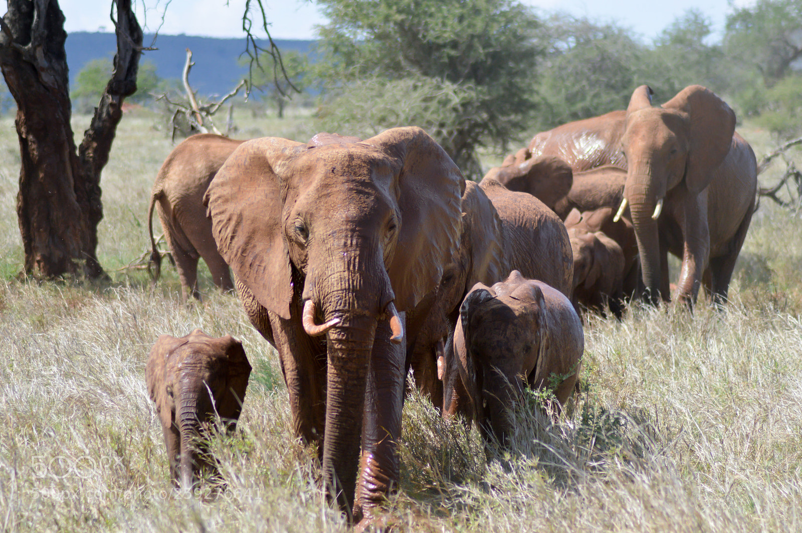 Nikon D3200 sample photo. Elephant herd walks through photography