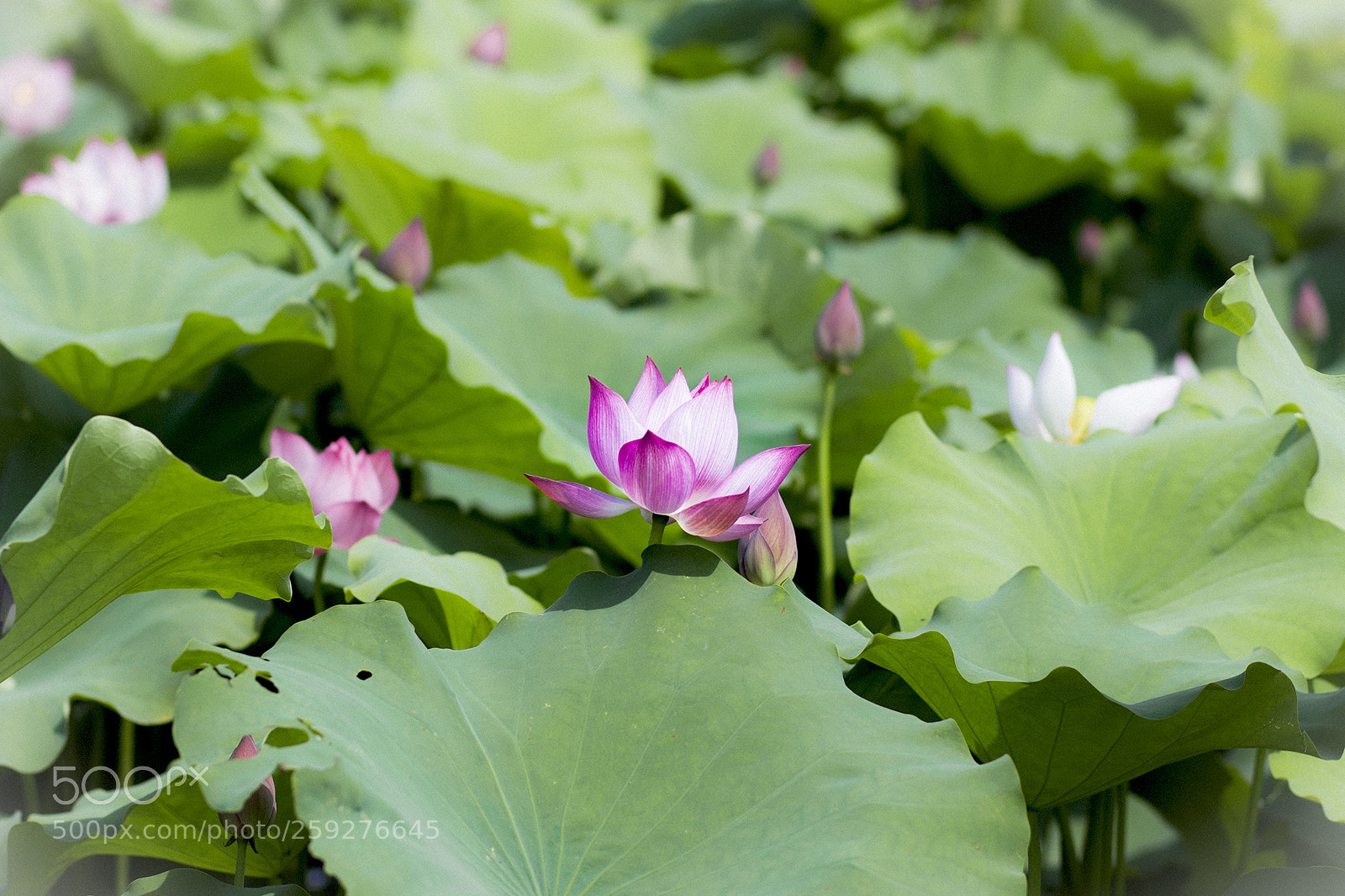 Canon EOS 700D (EOS Rebel T5i / EOS Kiss X7i) sample photo. Hoa sen photography