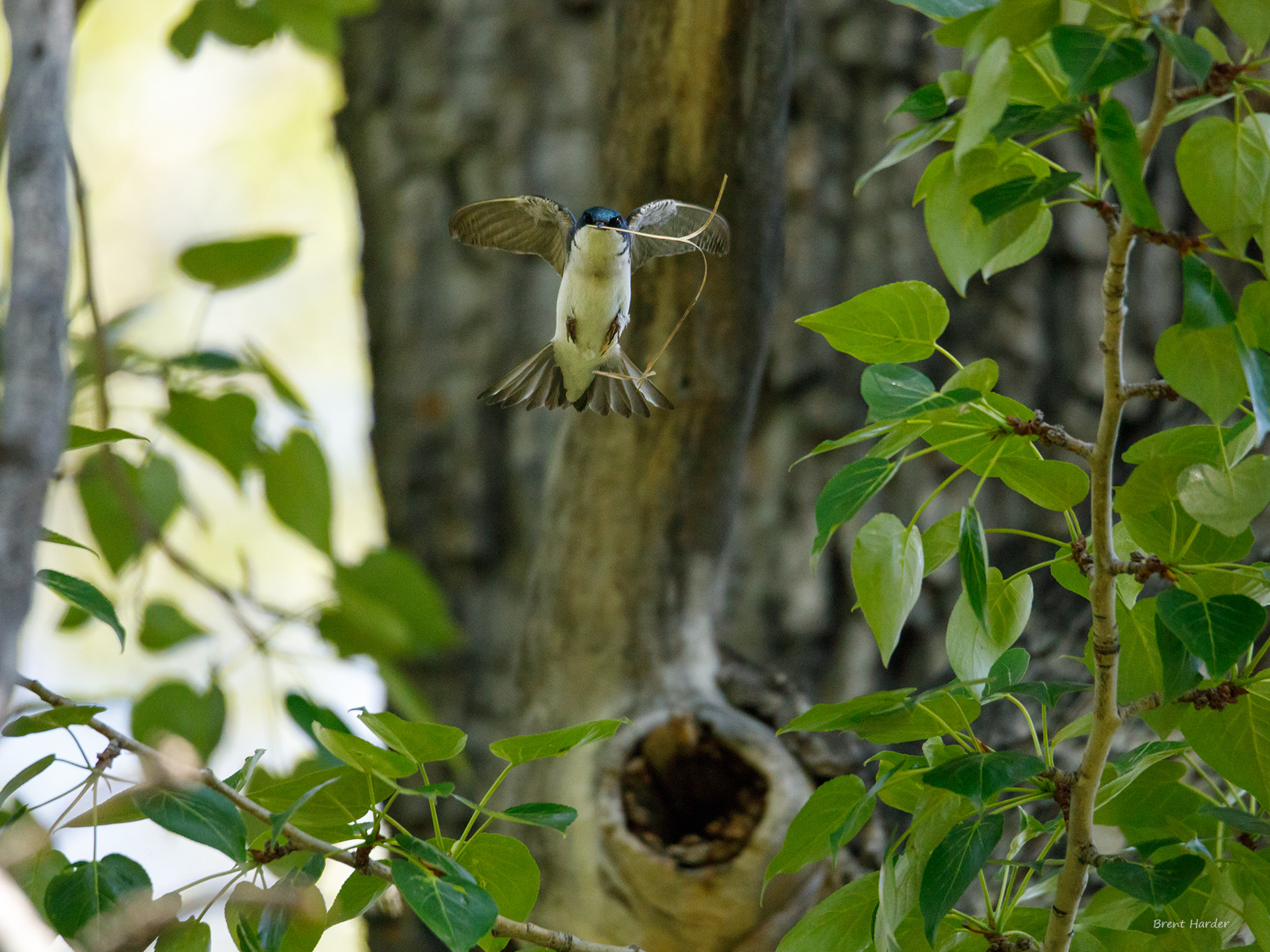 Canon EOS sample photo. Tree swallow at work photography