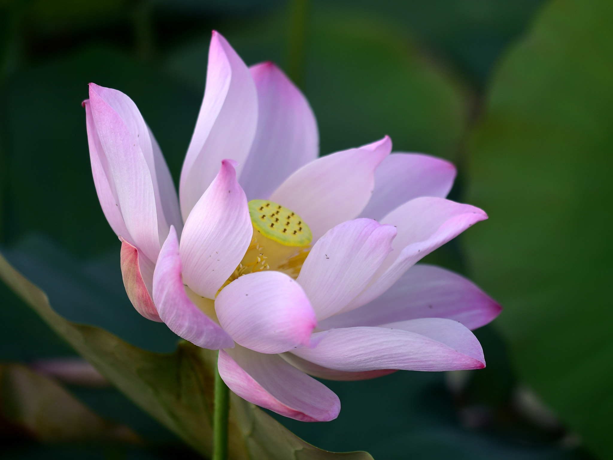 Sigma 105mm F2.8 EX DG OS HSM sample photo. 荷花 photography
