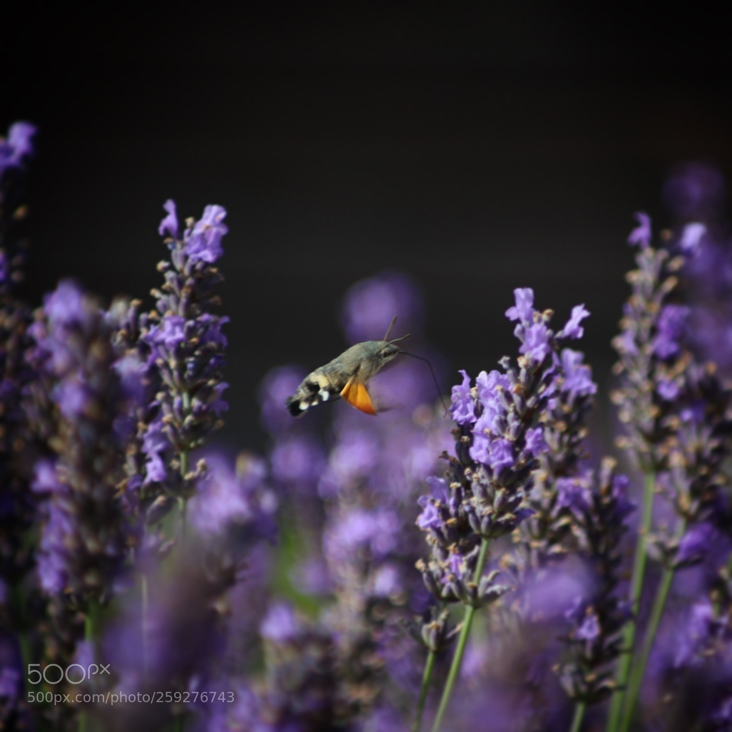 Canon EOS 100D (EOS Rebel SL1 / EOS Kiss X7) sample photo. Hummingbird hawkmoth photography